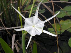 marsh lily