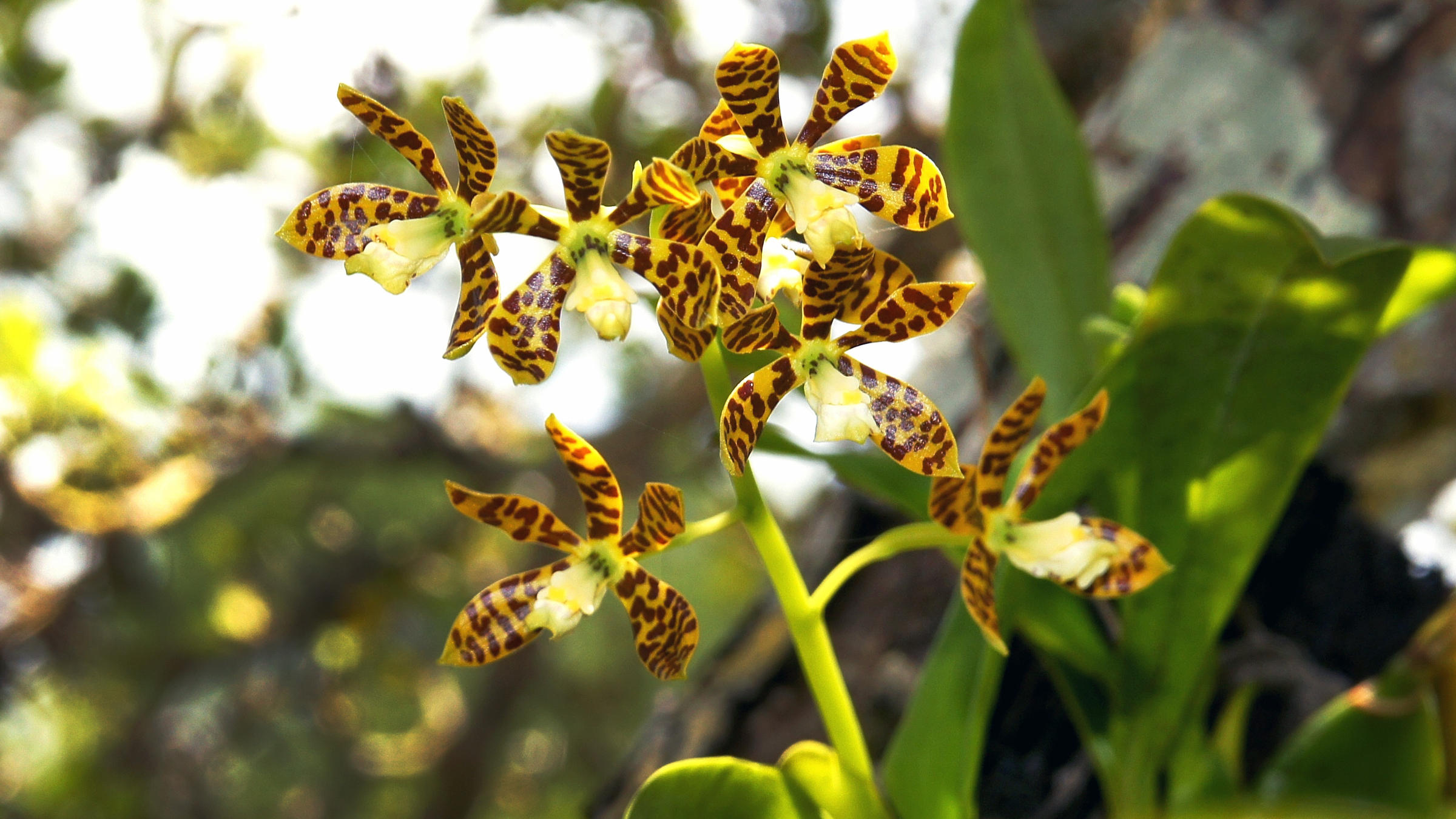 Million Orchid Project