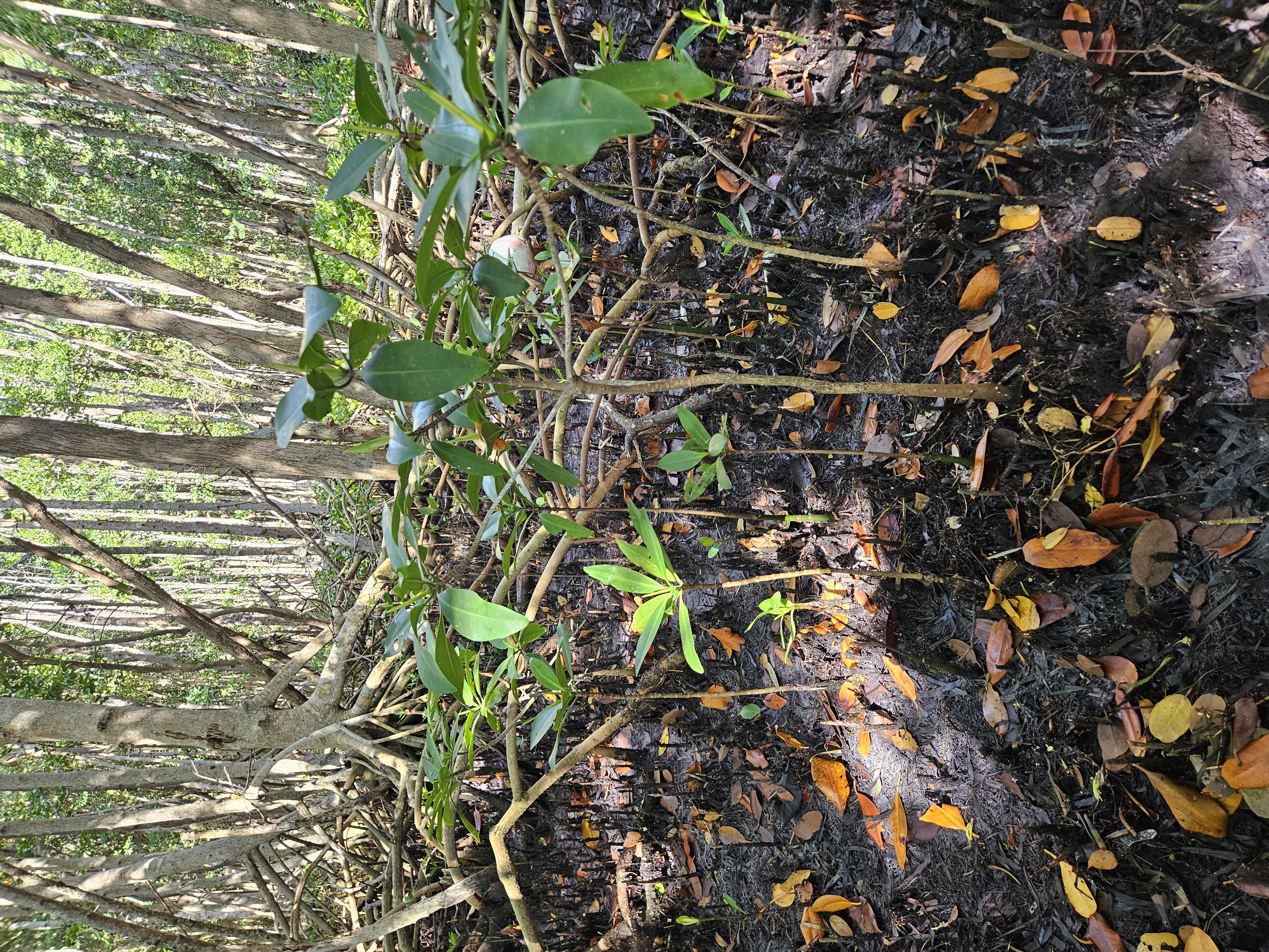 Understanding Mangrove Forest Capacity for Resilience