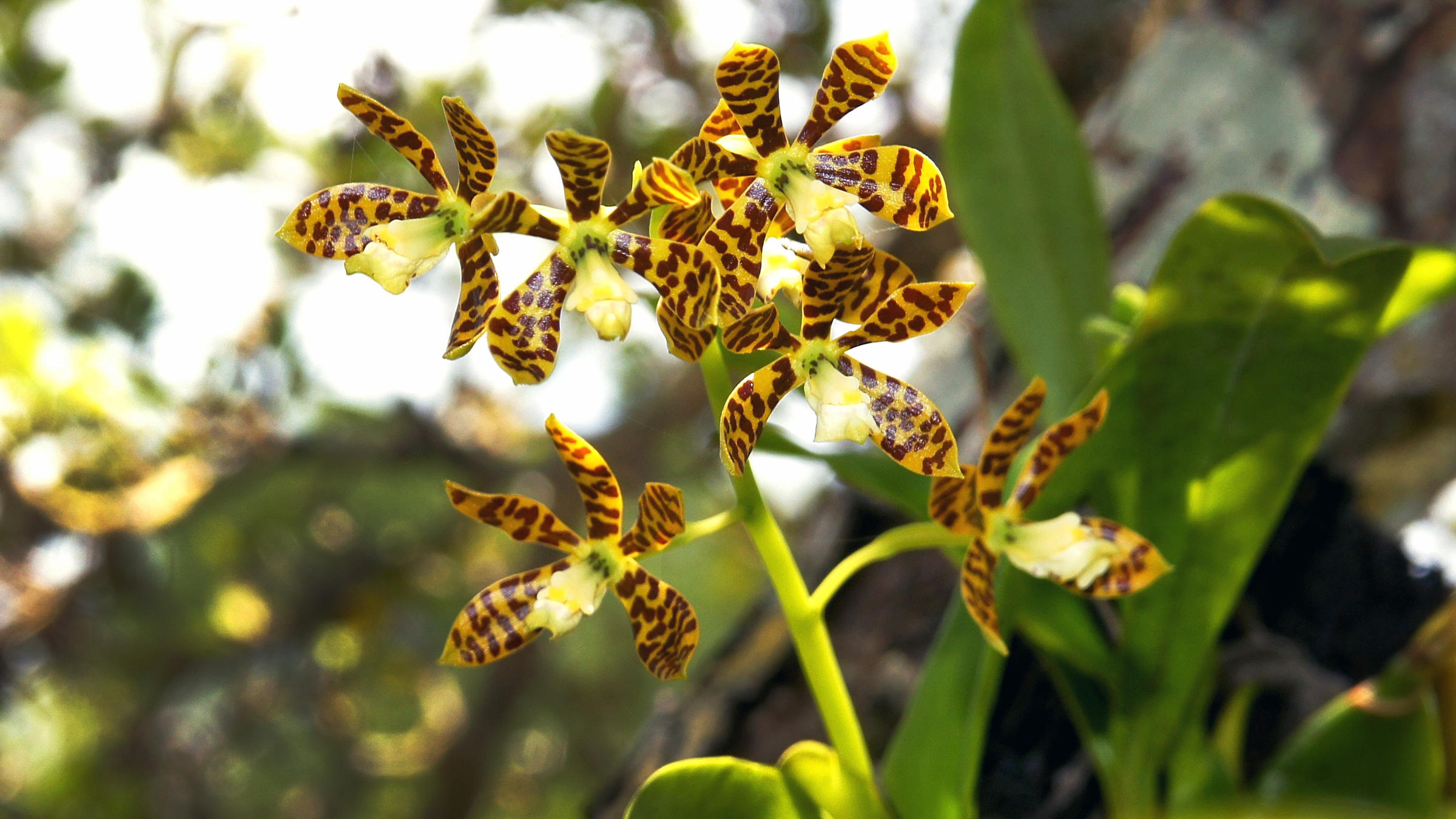 orchid-edit1